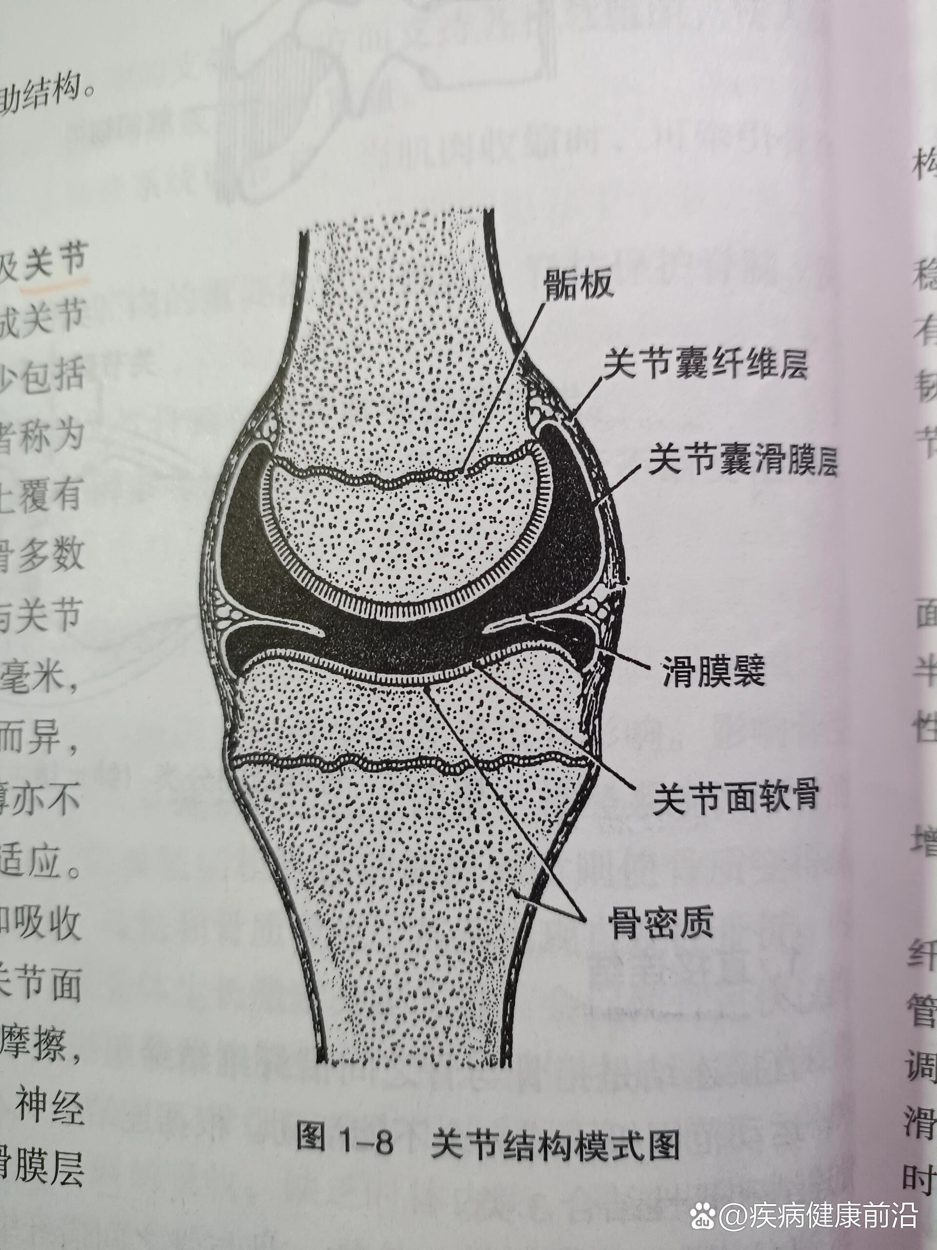 关节唇图片结构图图片