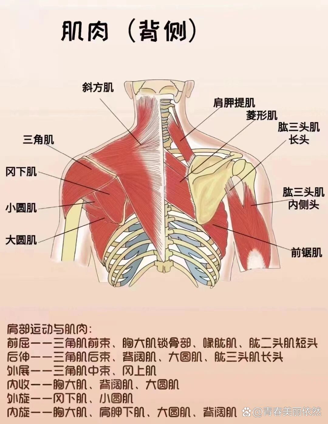 胸肌上中下三束解剖图图片