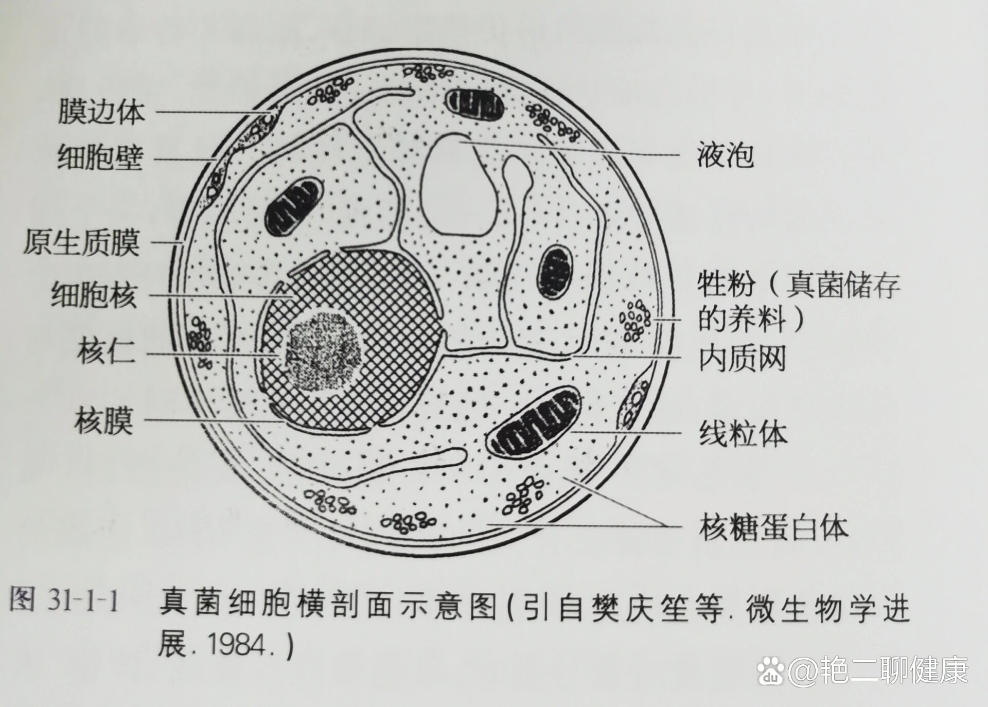 真菌细胞结构图分享