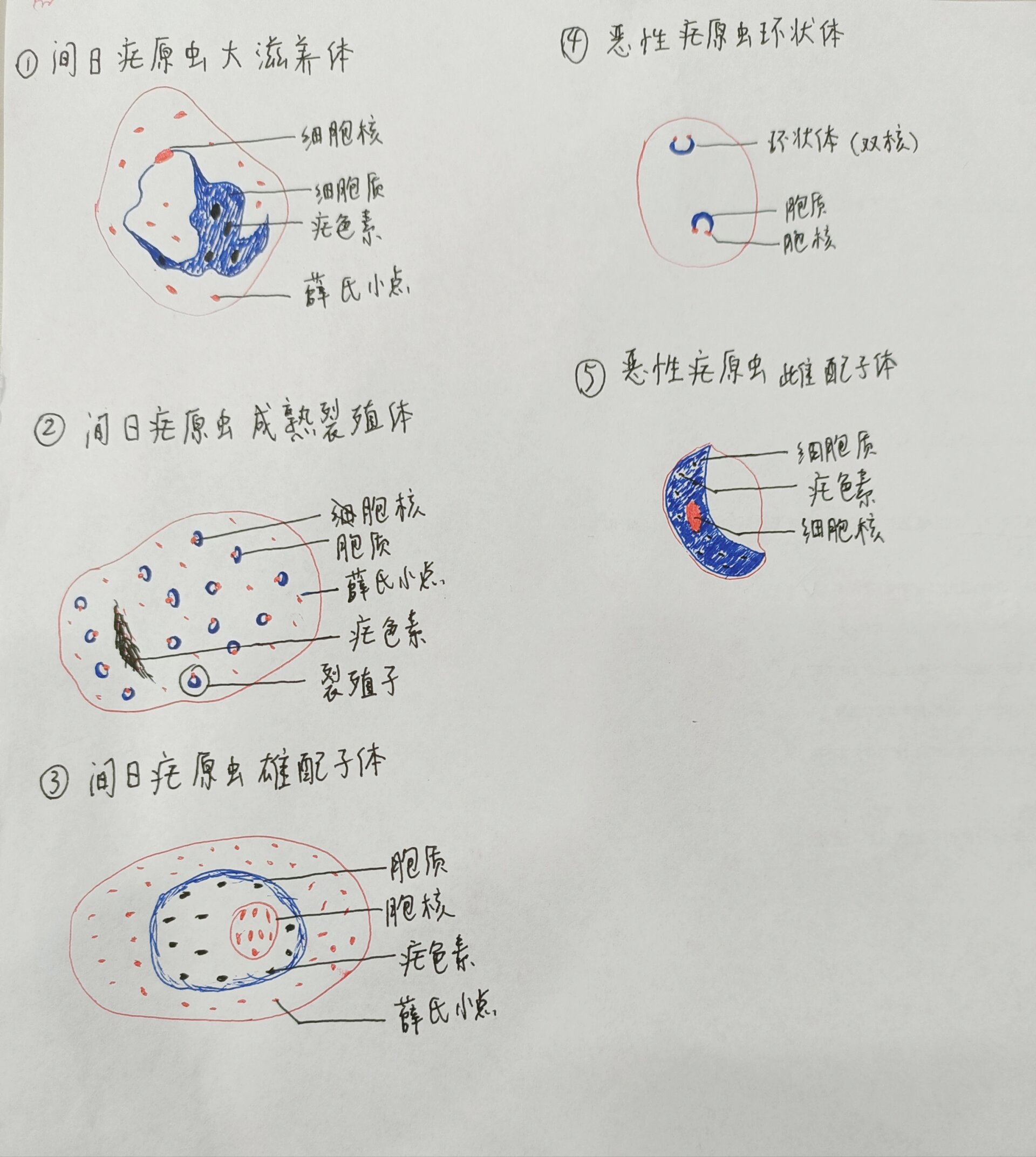 大滋养体手绘图图片