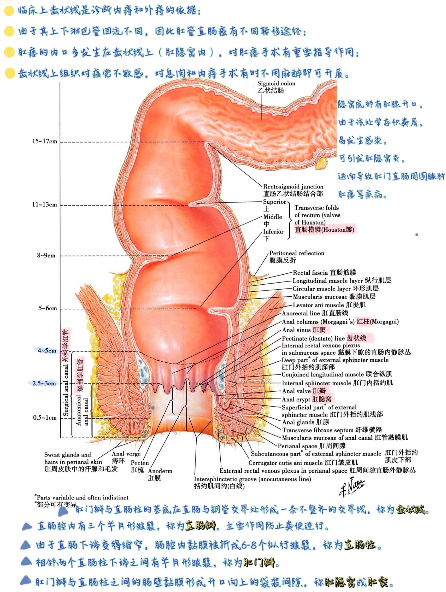 肛门直肠结构高清图图片