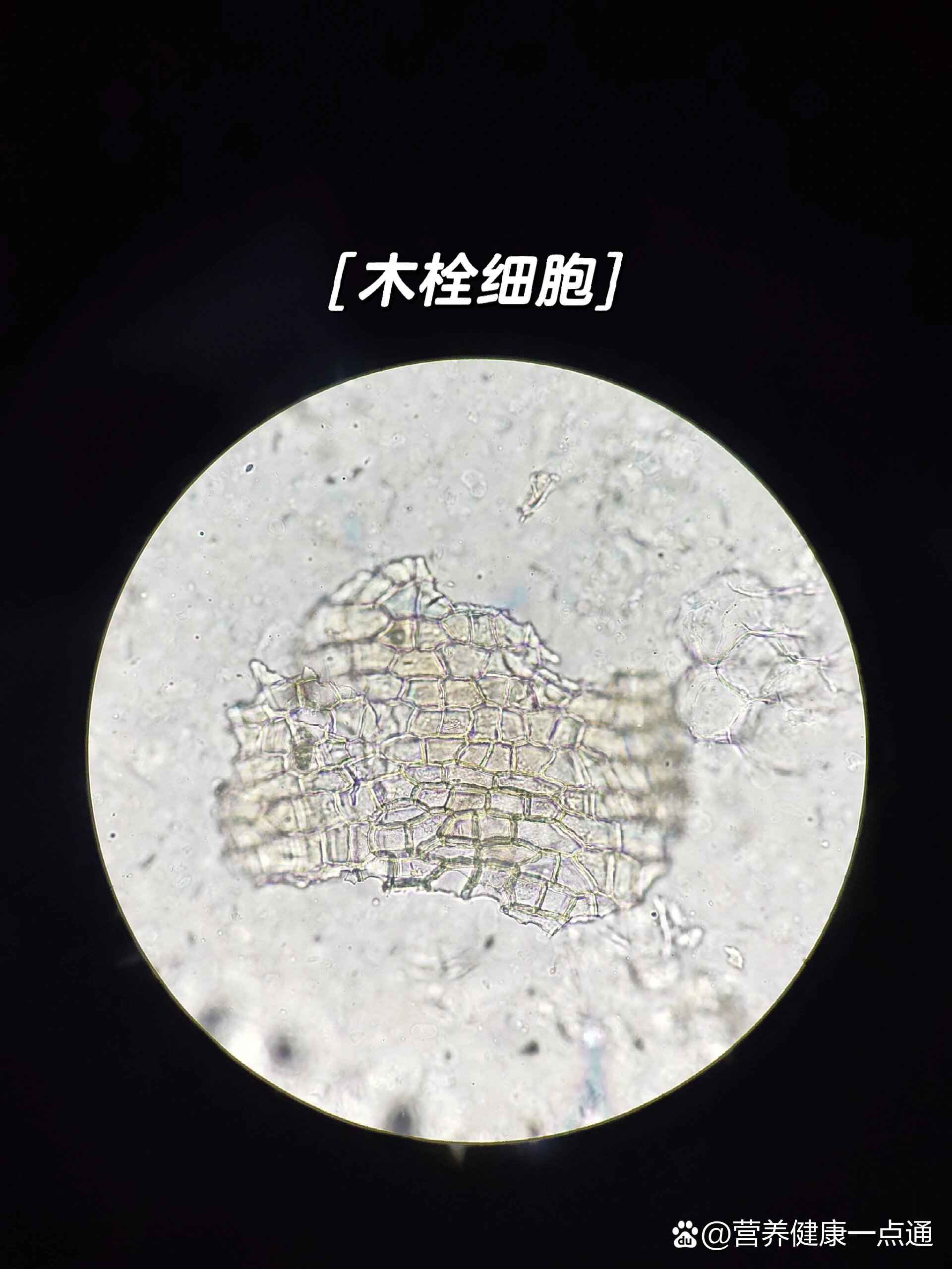 甘草粉末显微图