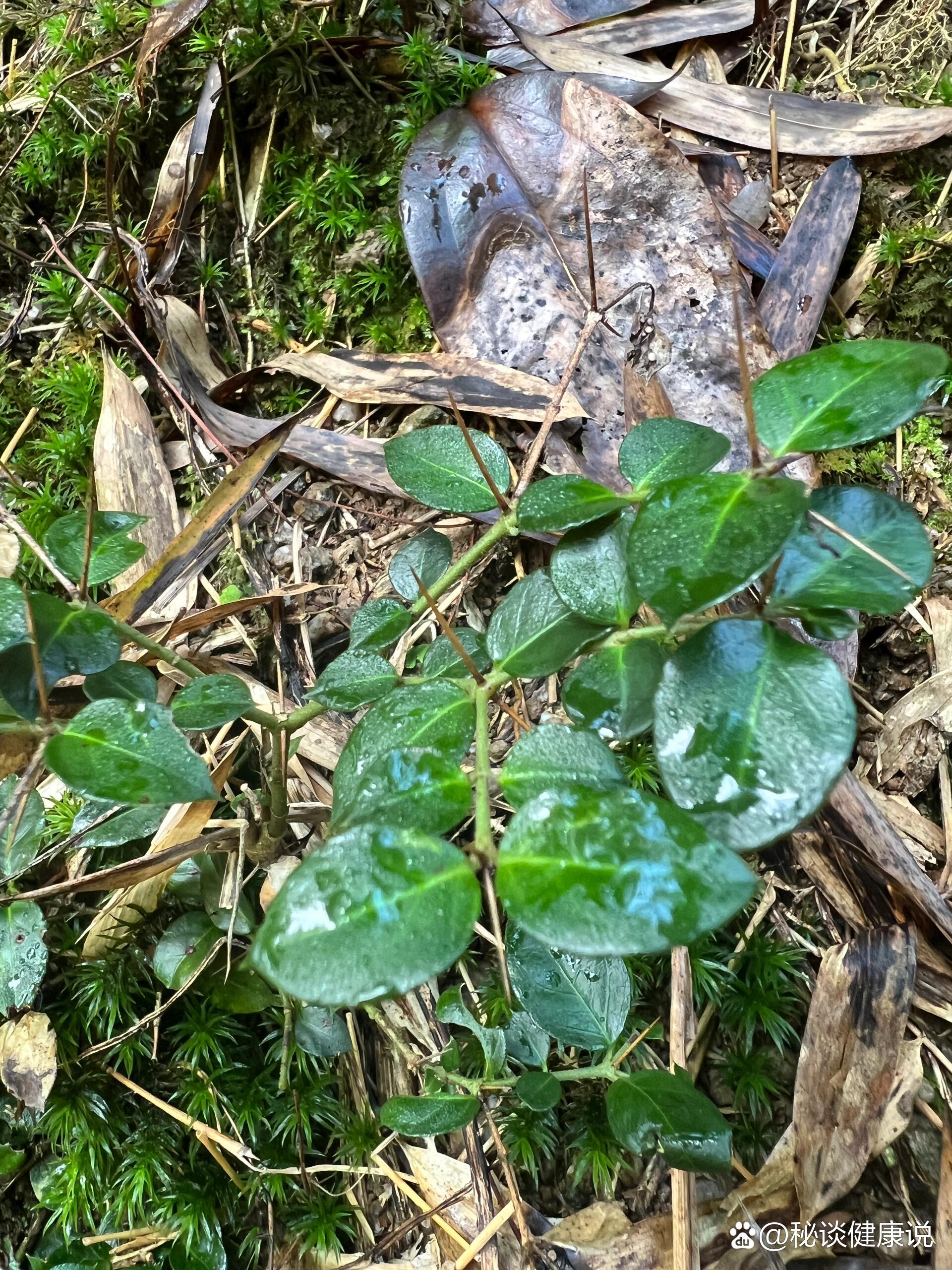 虎刺,茜草科虎刺属,中药名绣花针,街头集市中草药摊常见的药材