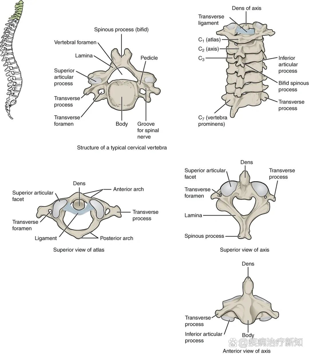 颈椎椎体解剖结构图解图片