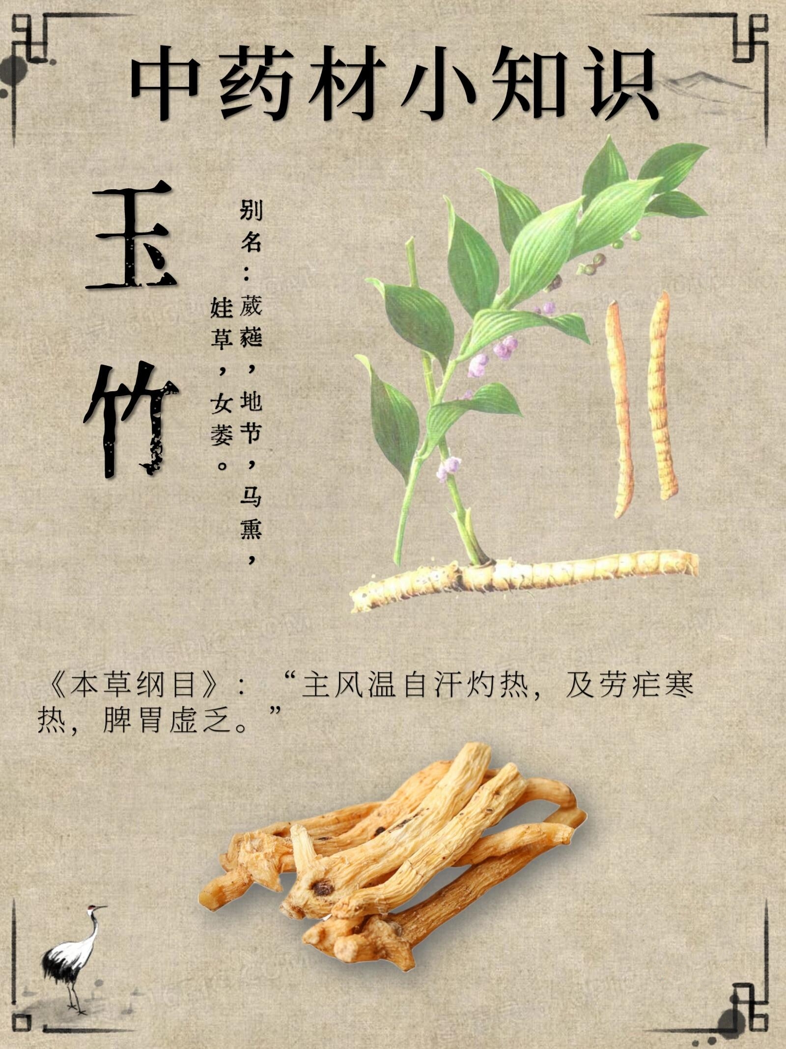 小玉珠药材图片图片