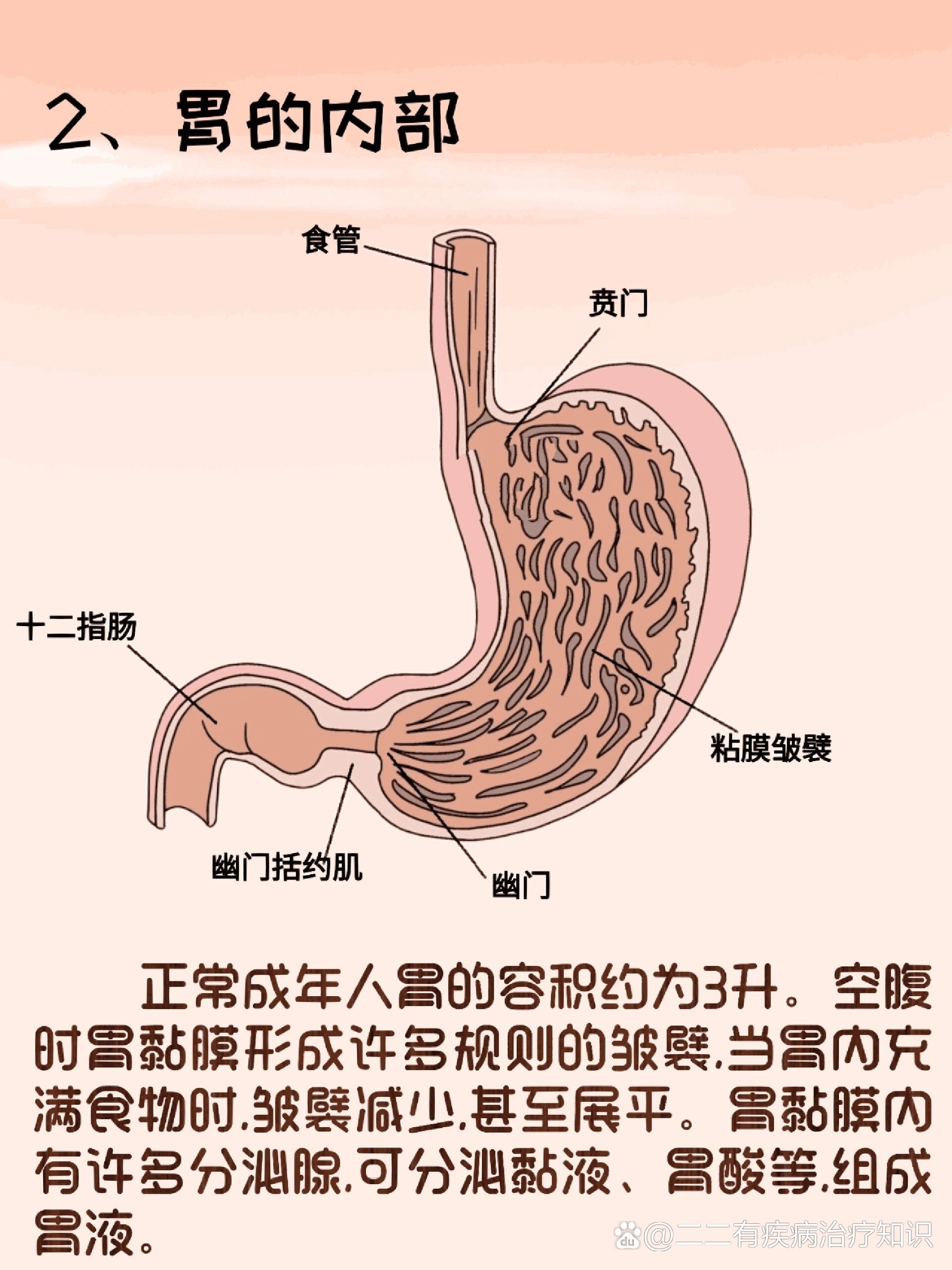 器官解剖之胃