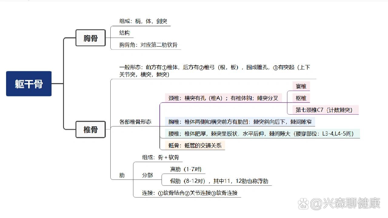 躯干骨思维导图/根据霍坤老师上课制作