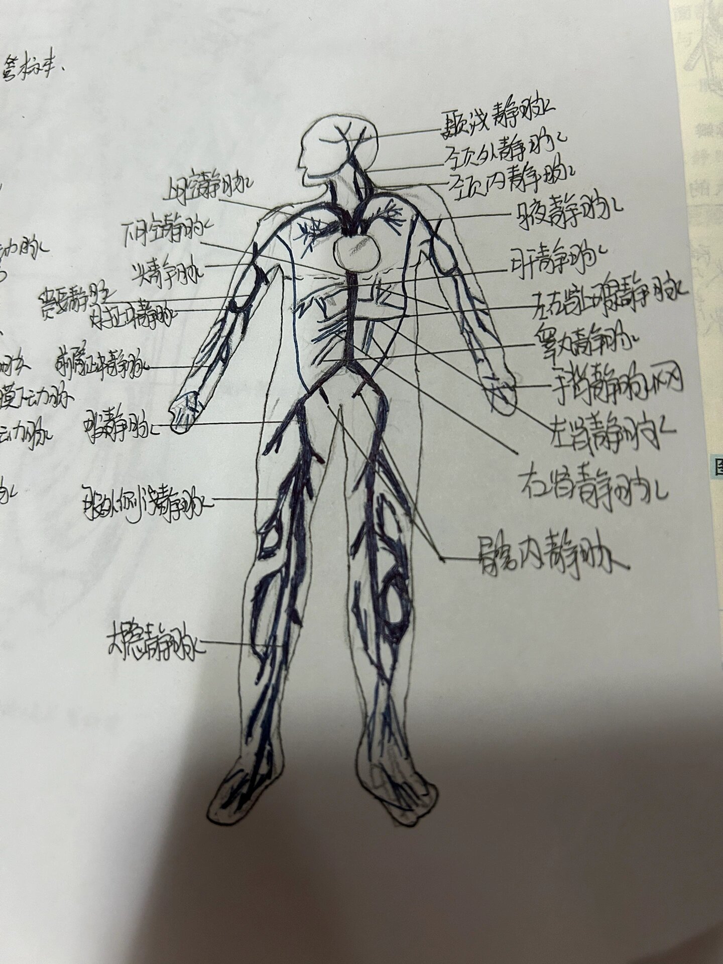 手绘全身静脉图图片