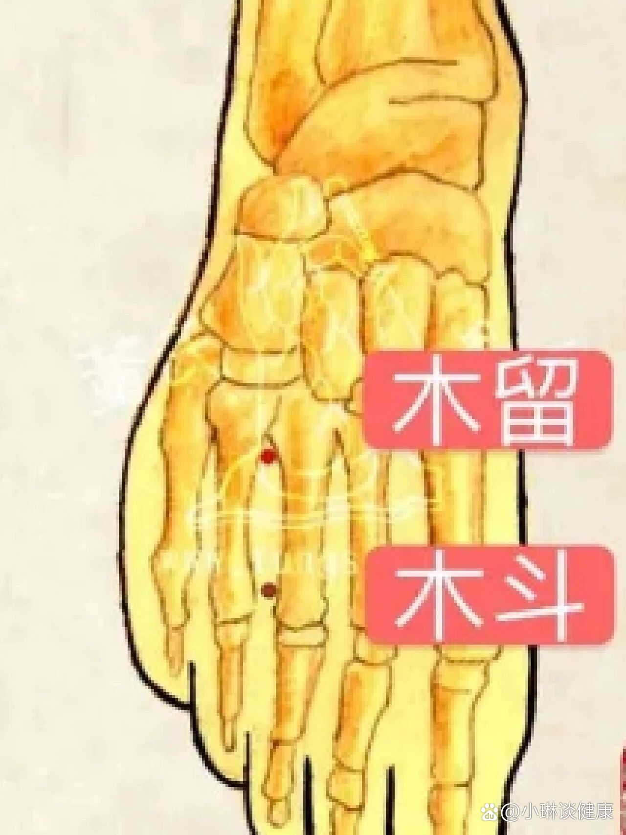  p>木斗,木留穴 br>木斗穴: br>主治:脾肿大(硬块),消化不良,肝病