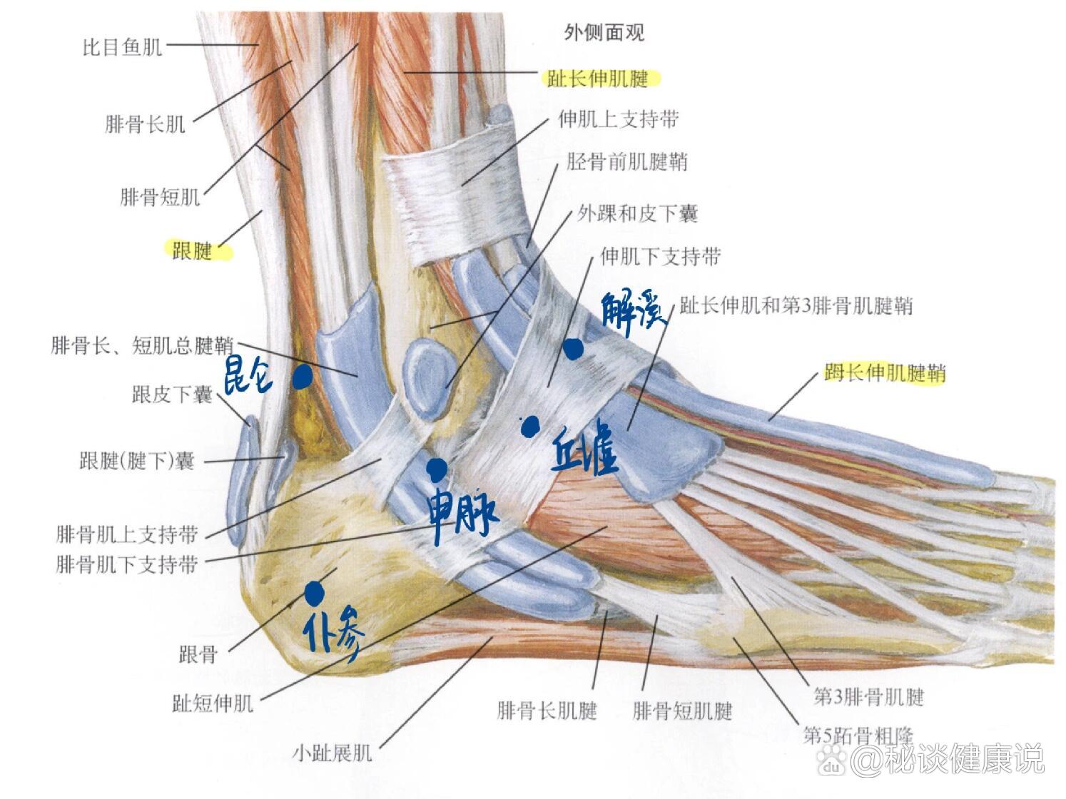 经络腧穴学习打卡