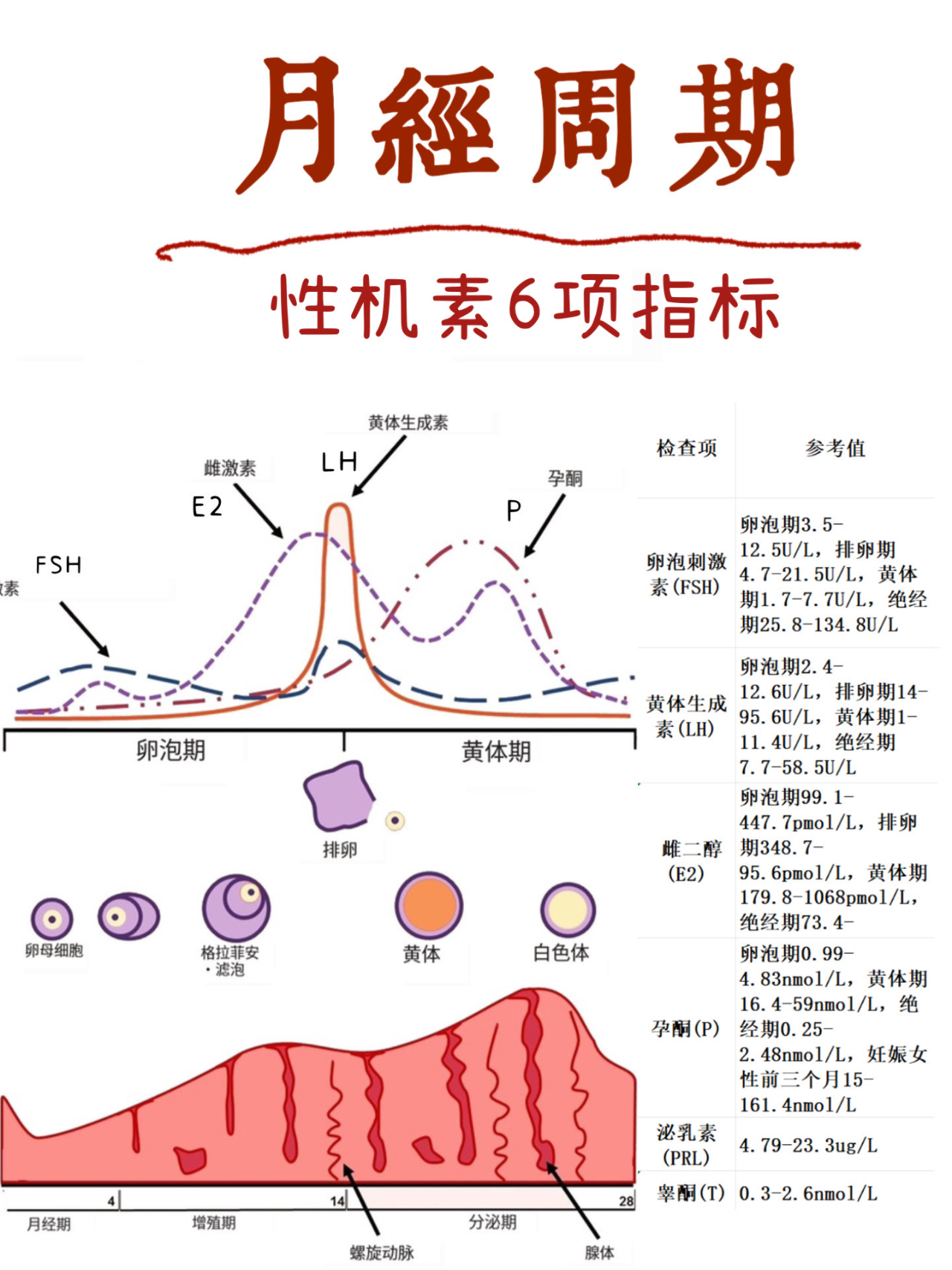 月经周期图解图片