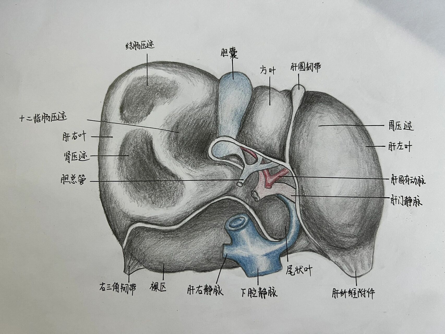 膈面脏面图片