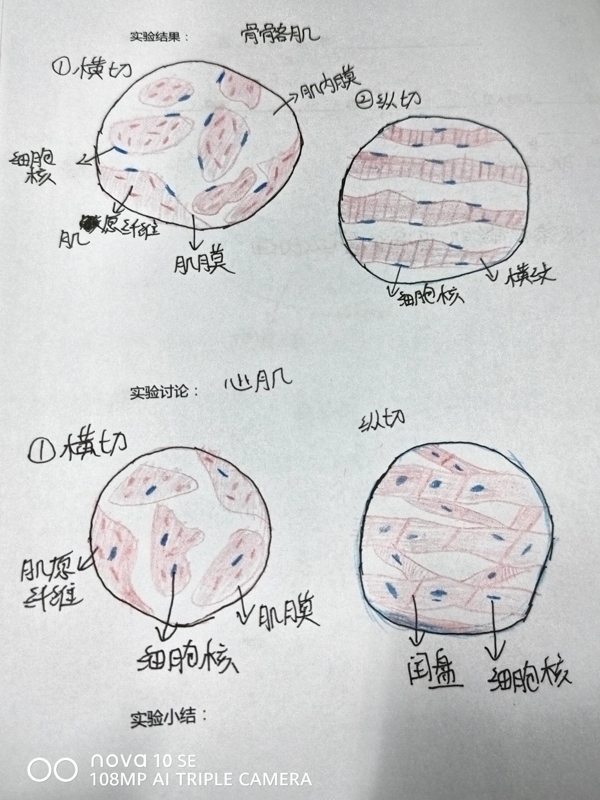 心肌细胞切片手绘图片