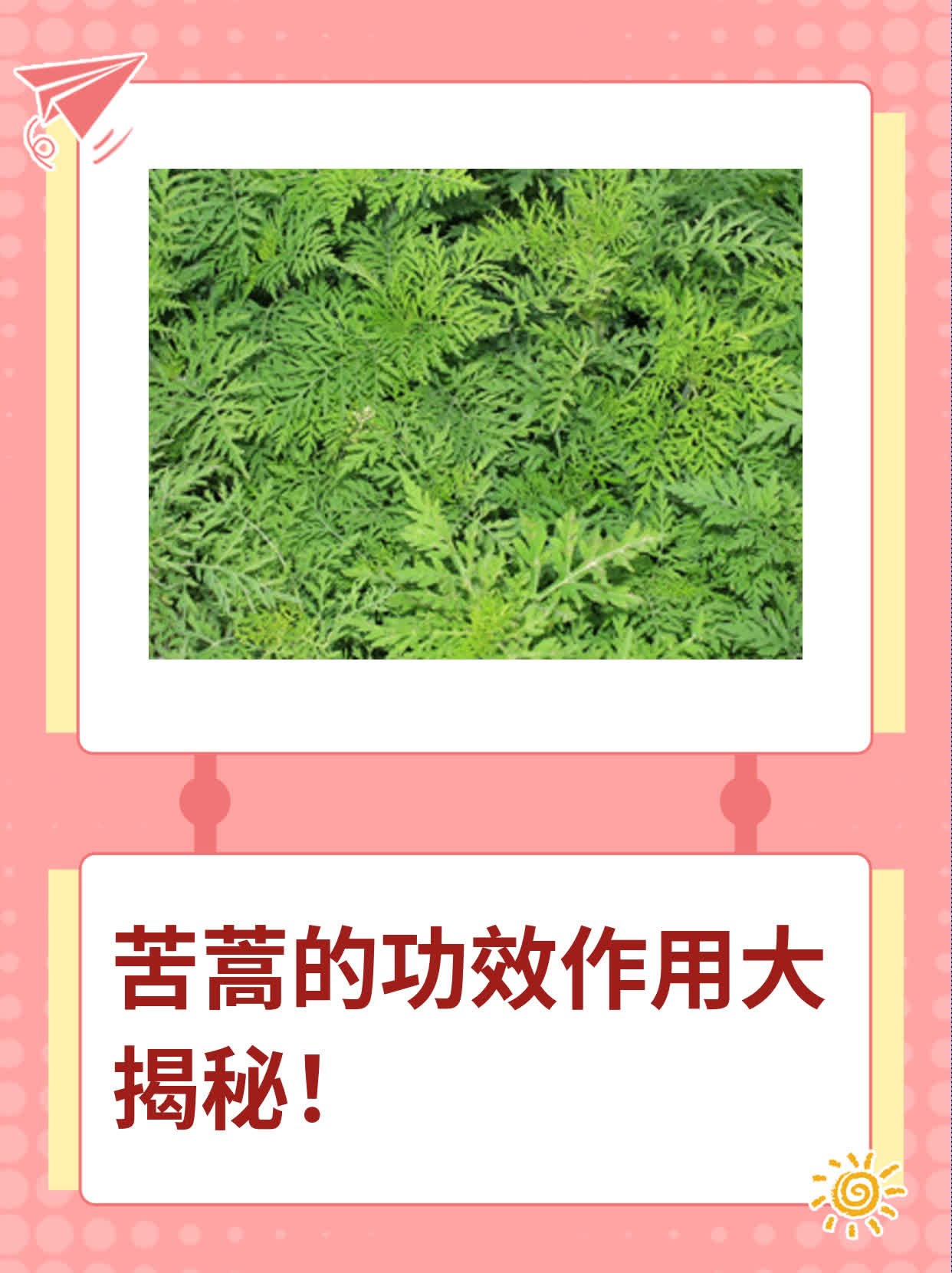苦蒿的功效作用大揭秘