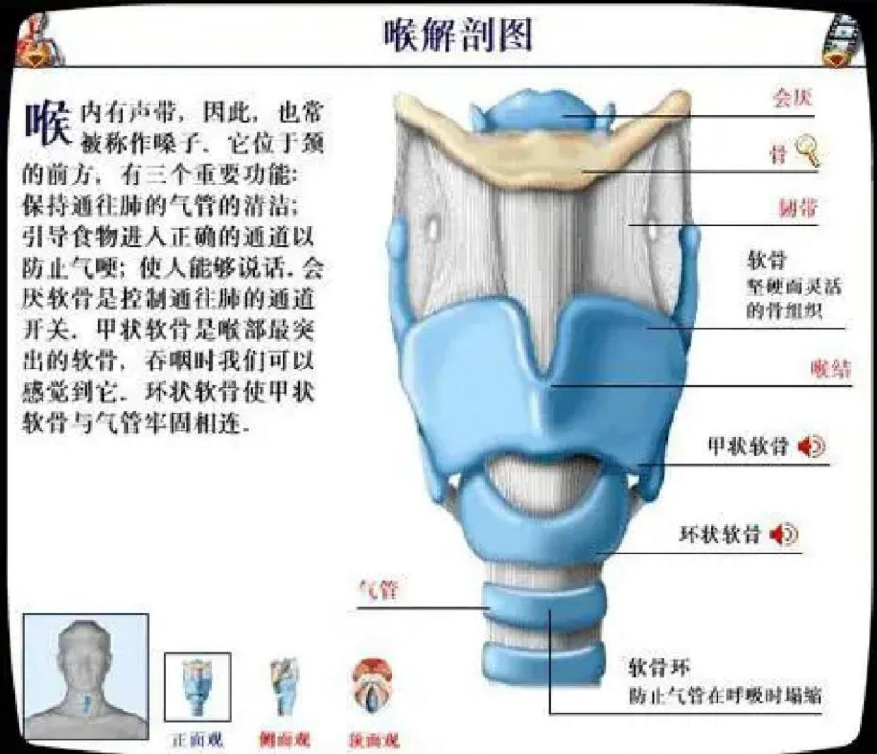 喉部与气管的解剖学详解