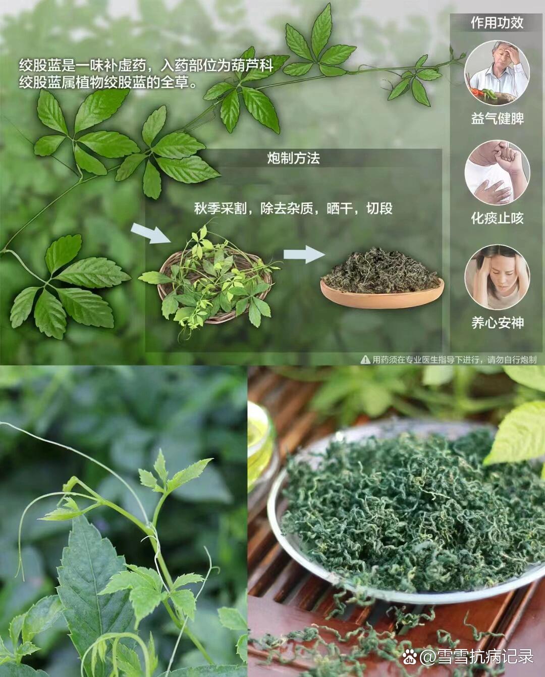 每天懂一味中草药91绞股蓝