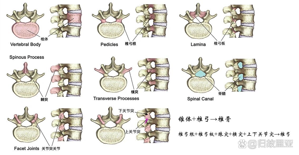 椎骨图形图片