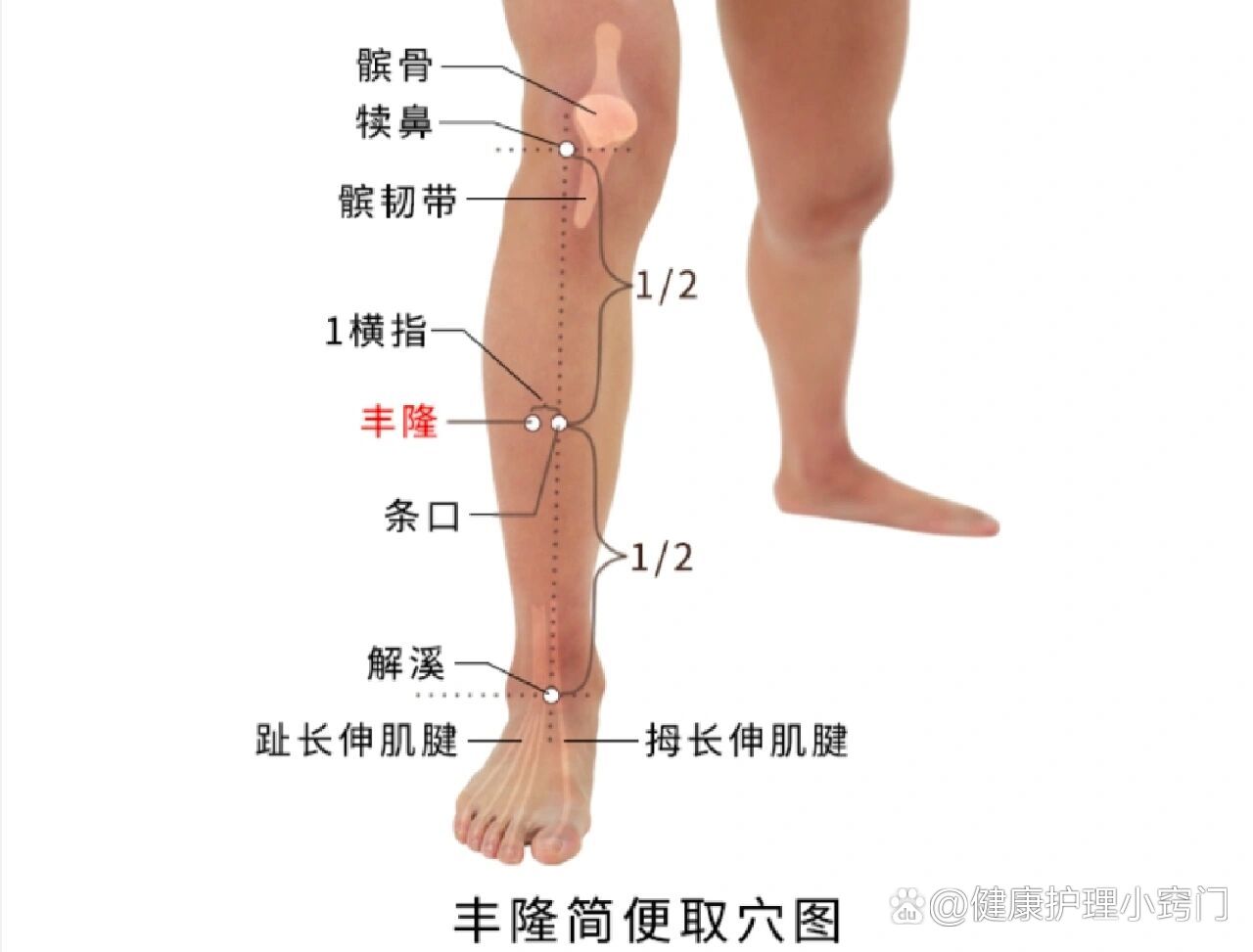 人体丰隆准确位置图图片