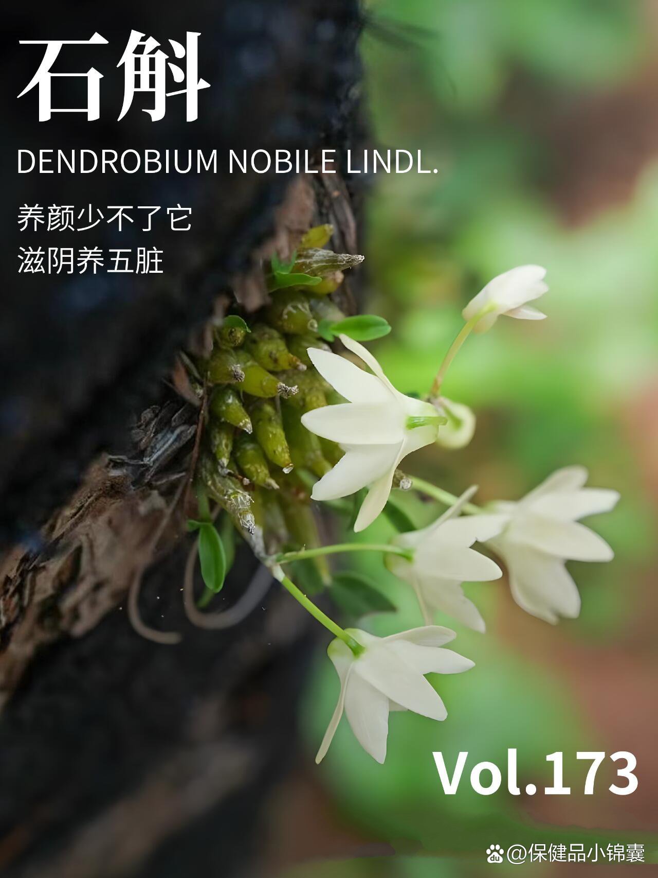 p石斛丨大山中的千年仙草br?名称石斛br?别名林兰禁