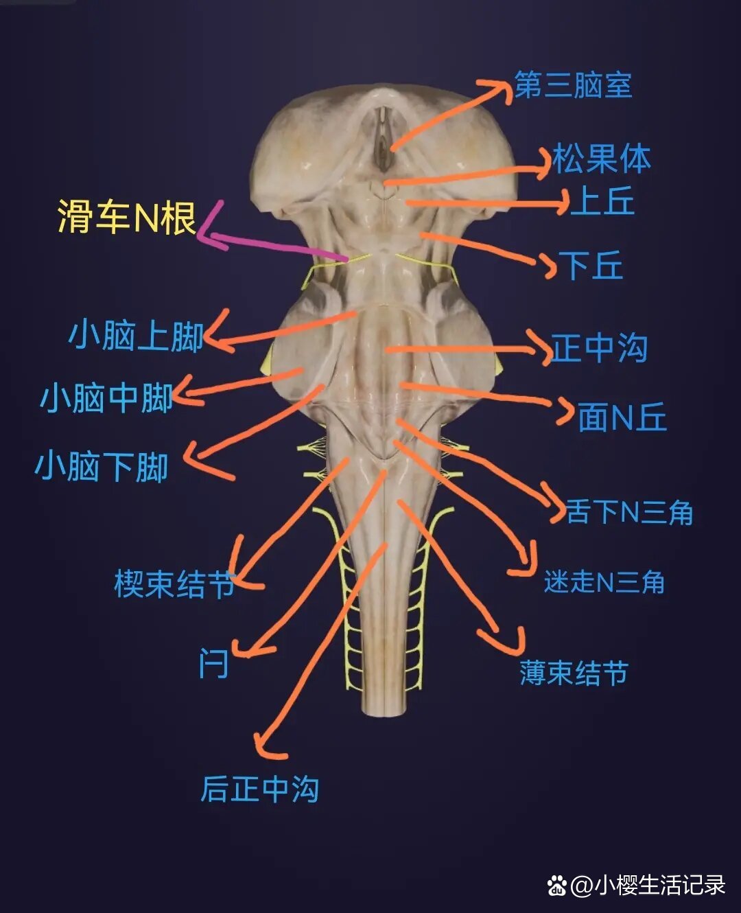 脑干位置图图片