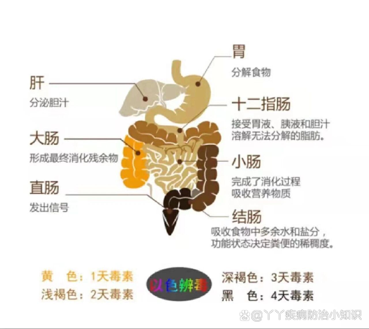 大便的形成过程图片