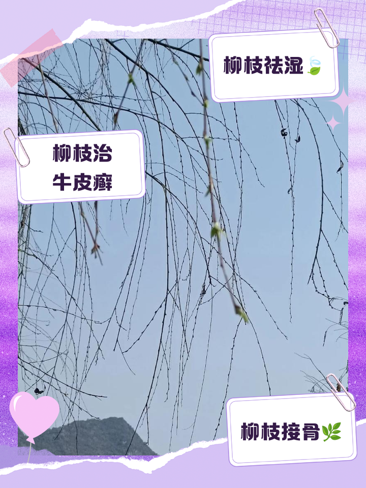 柳树枝的功效与作用