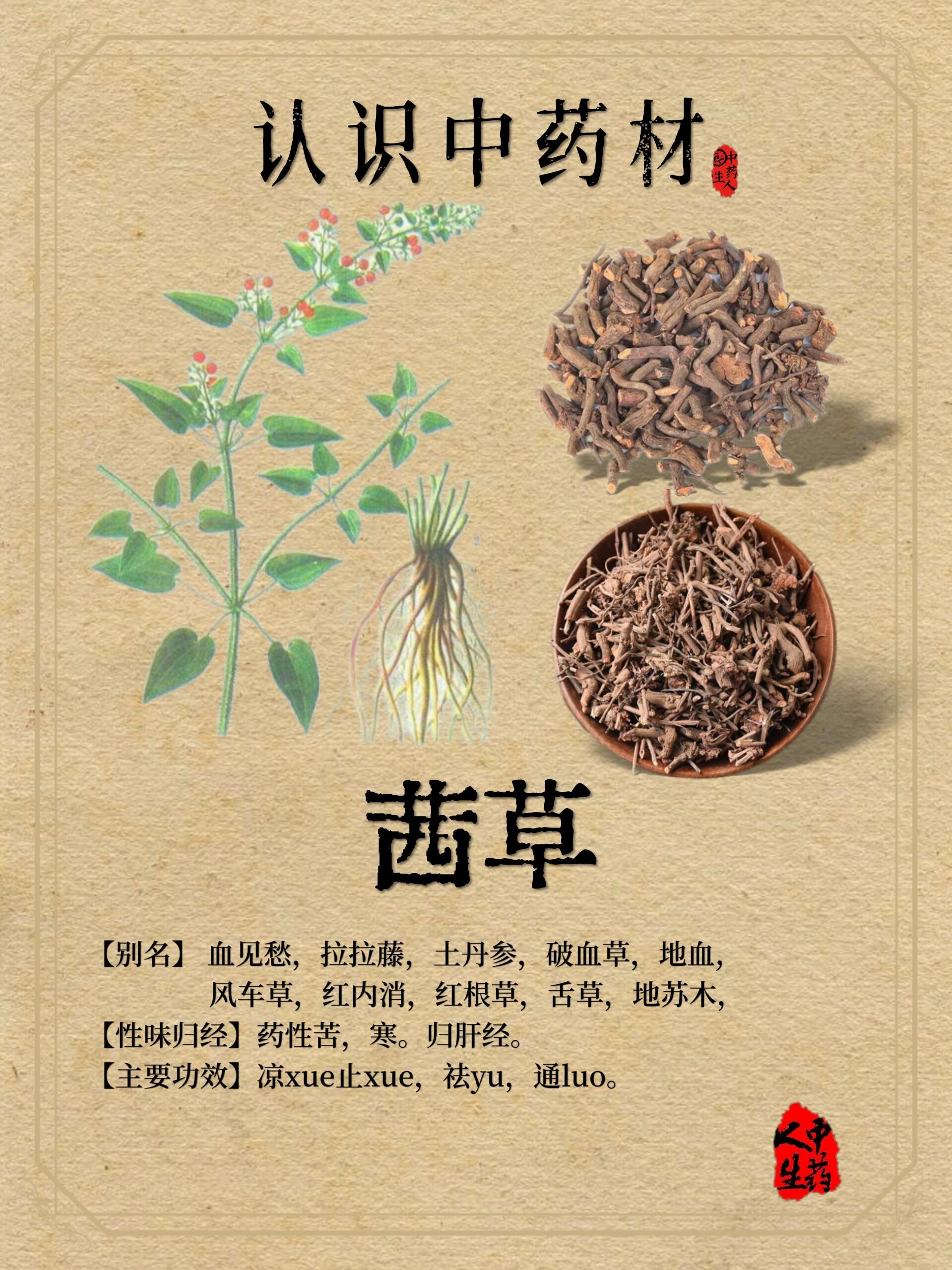 茜草的功效与作用用法图片