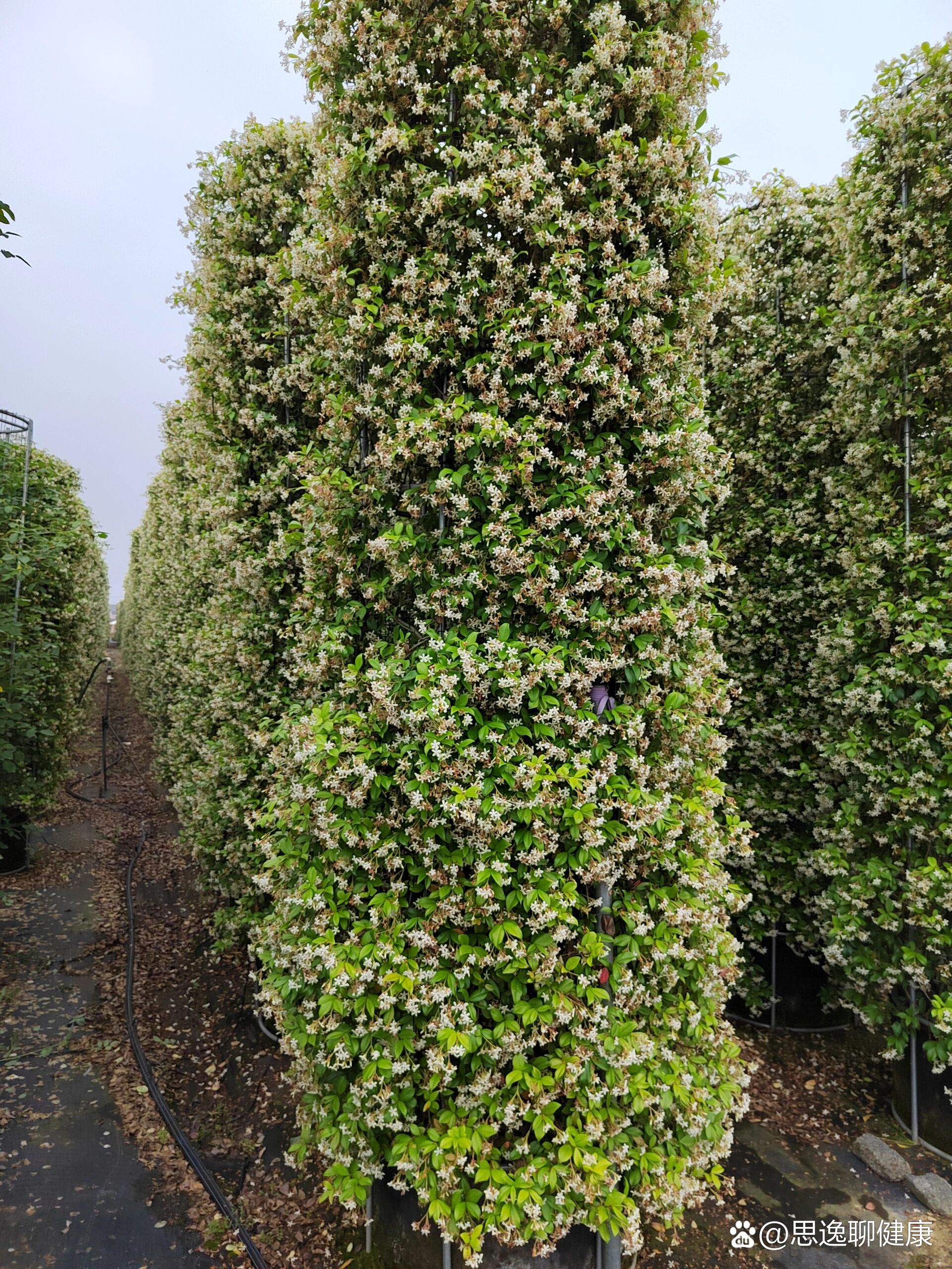 意大利络石藤(风车茉莉)