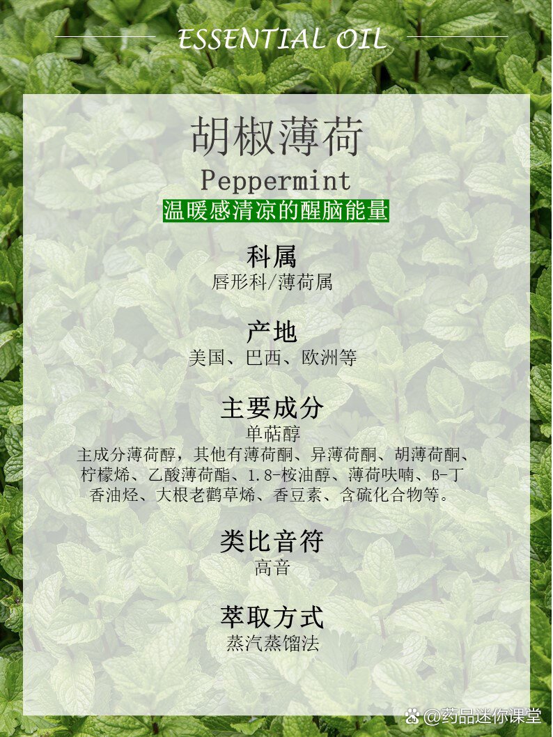 胡椒薄荷|又清凉缺温暖的能量精油!