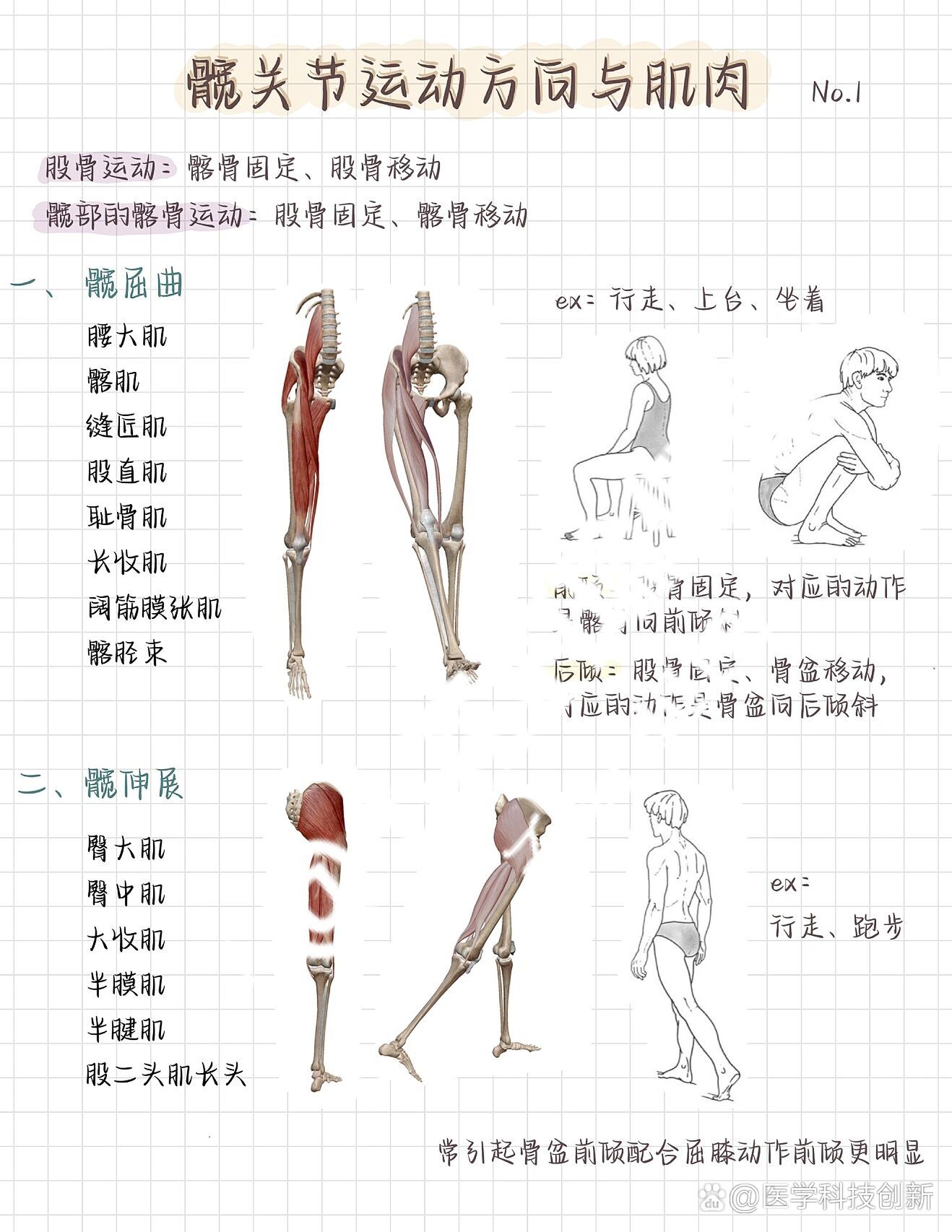 髋关节内收外展图解图片