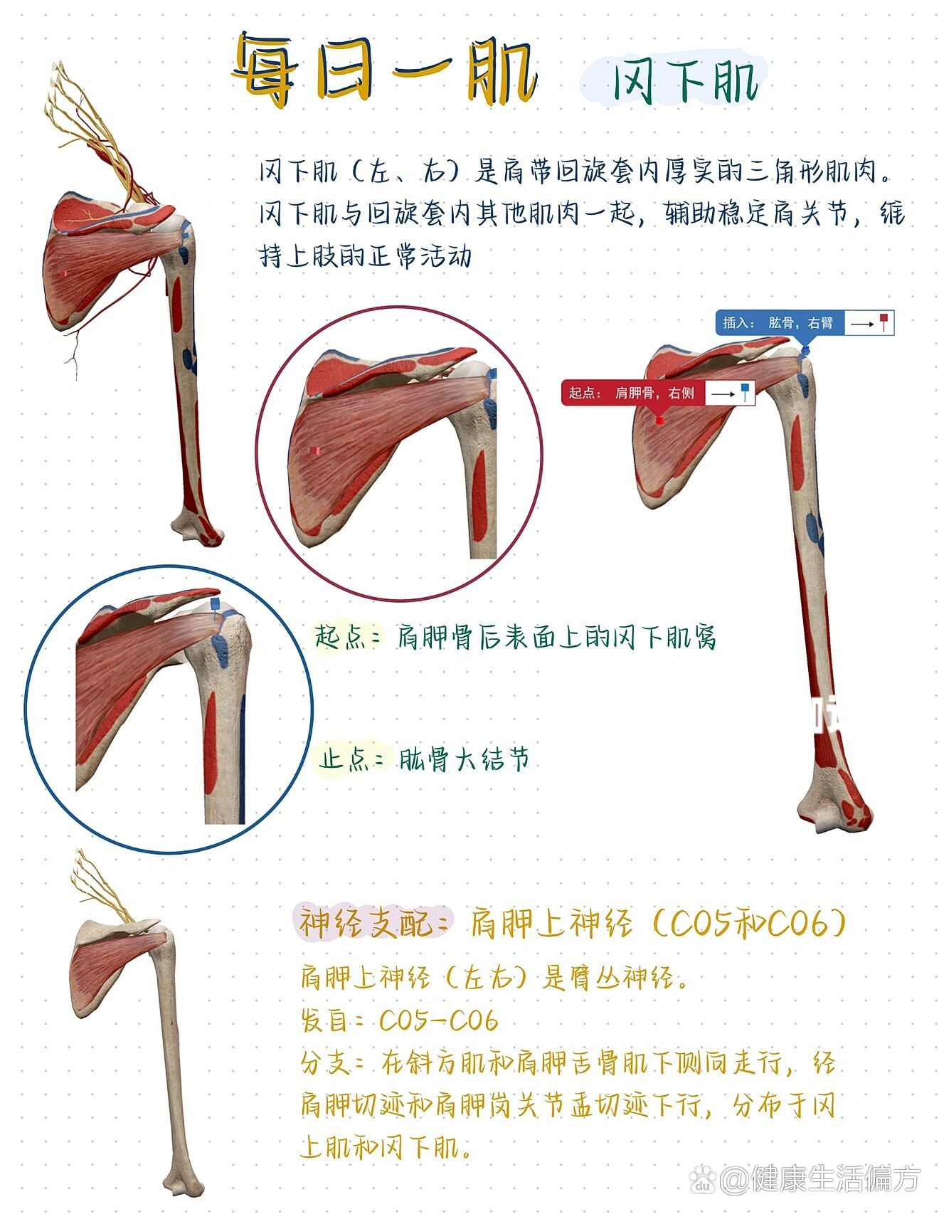 冈上肌冈下肌图片