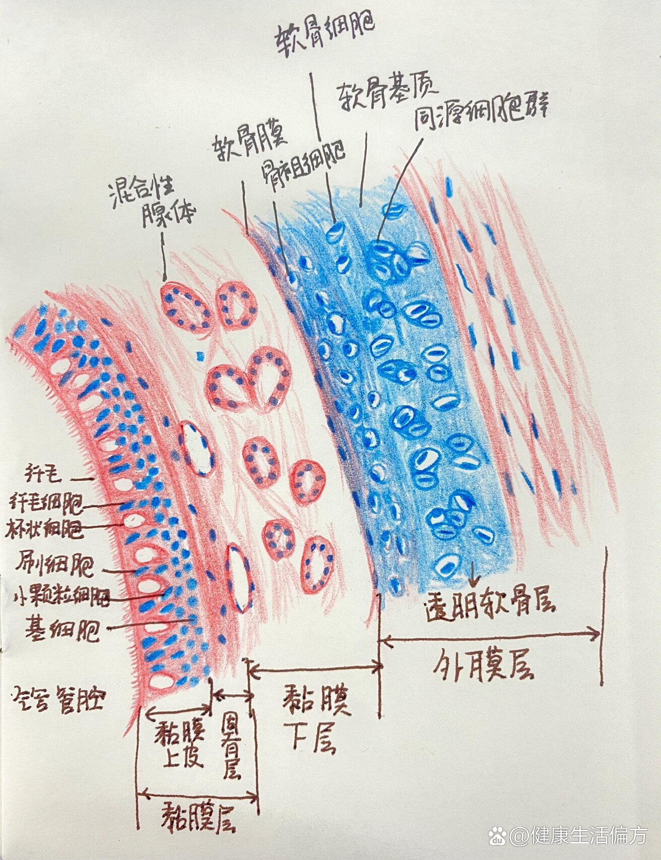 气管镜下的气管解剖图图片