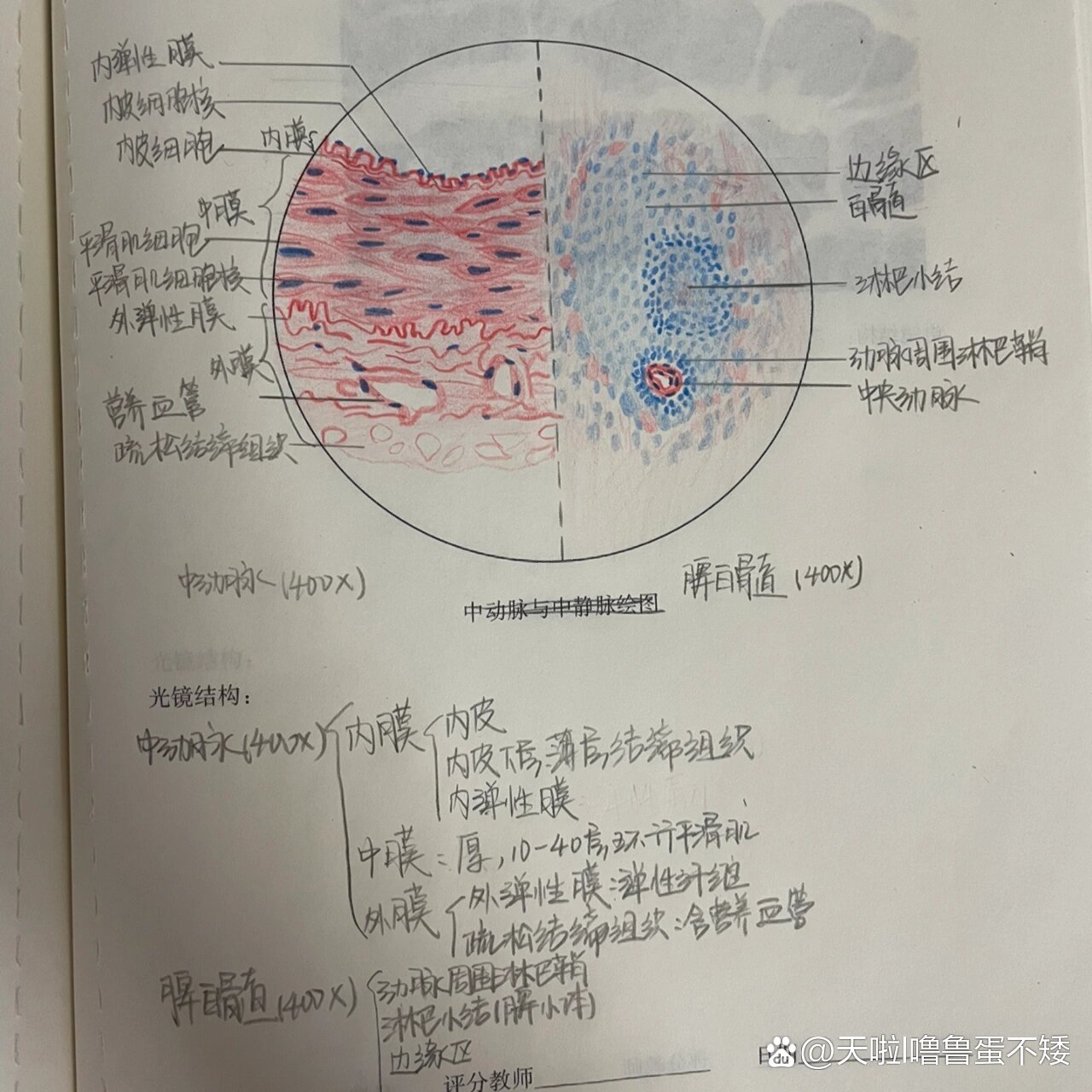 组胚
