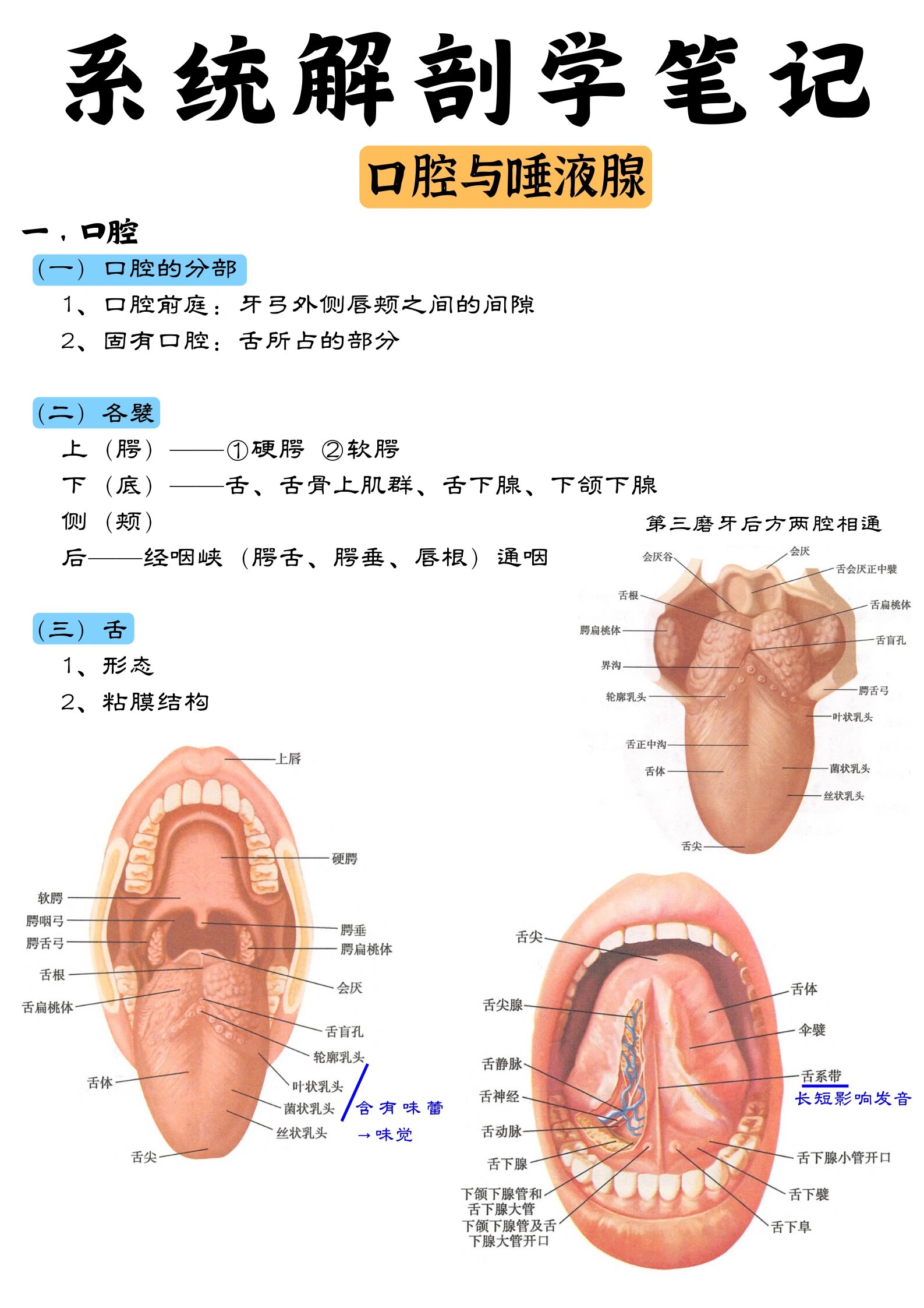 唾液腺简笔画图片