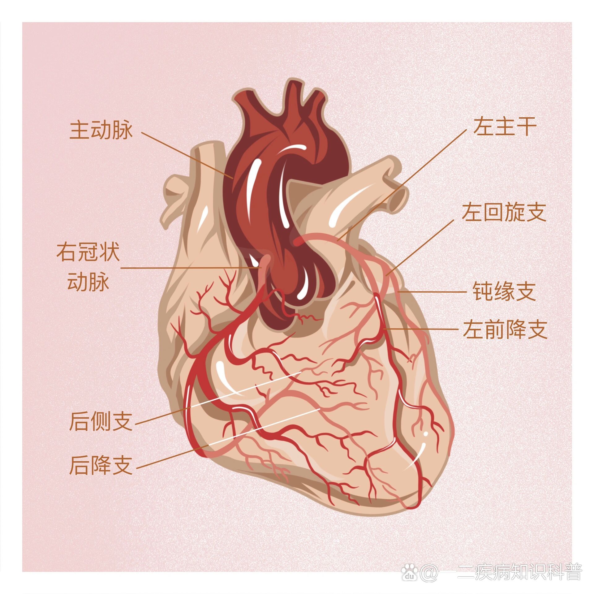 心脏三大血管分布图图片