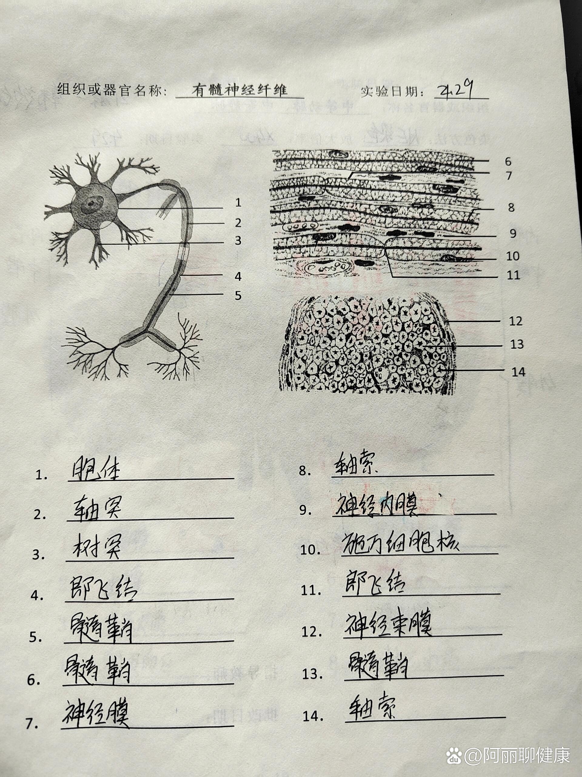 组胚实验报告(四)