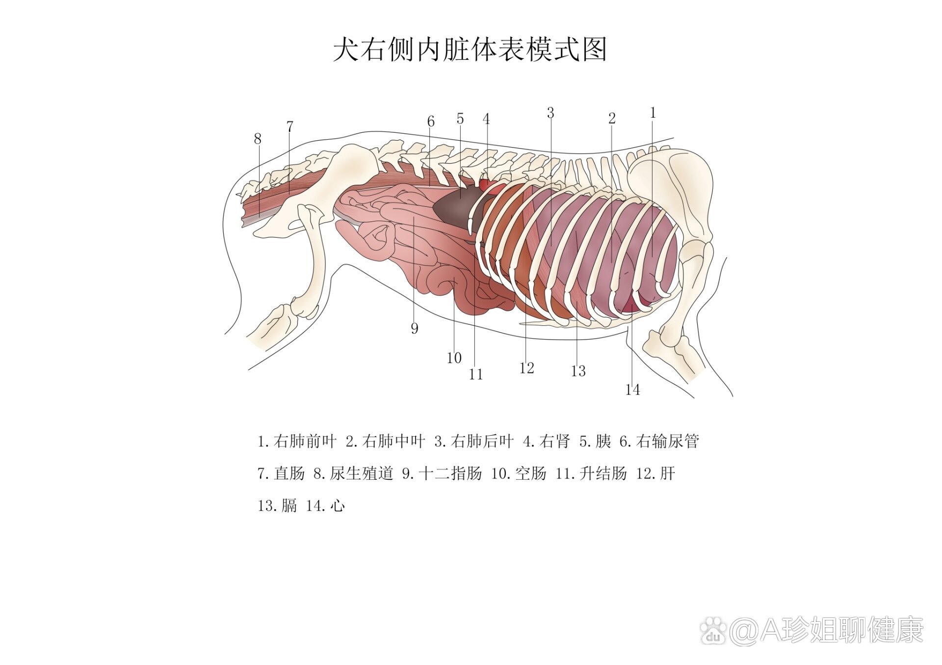 狗狗解剖图器官图片