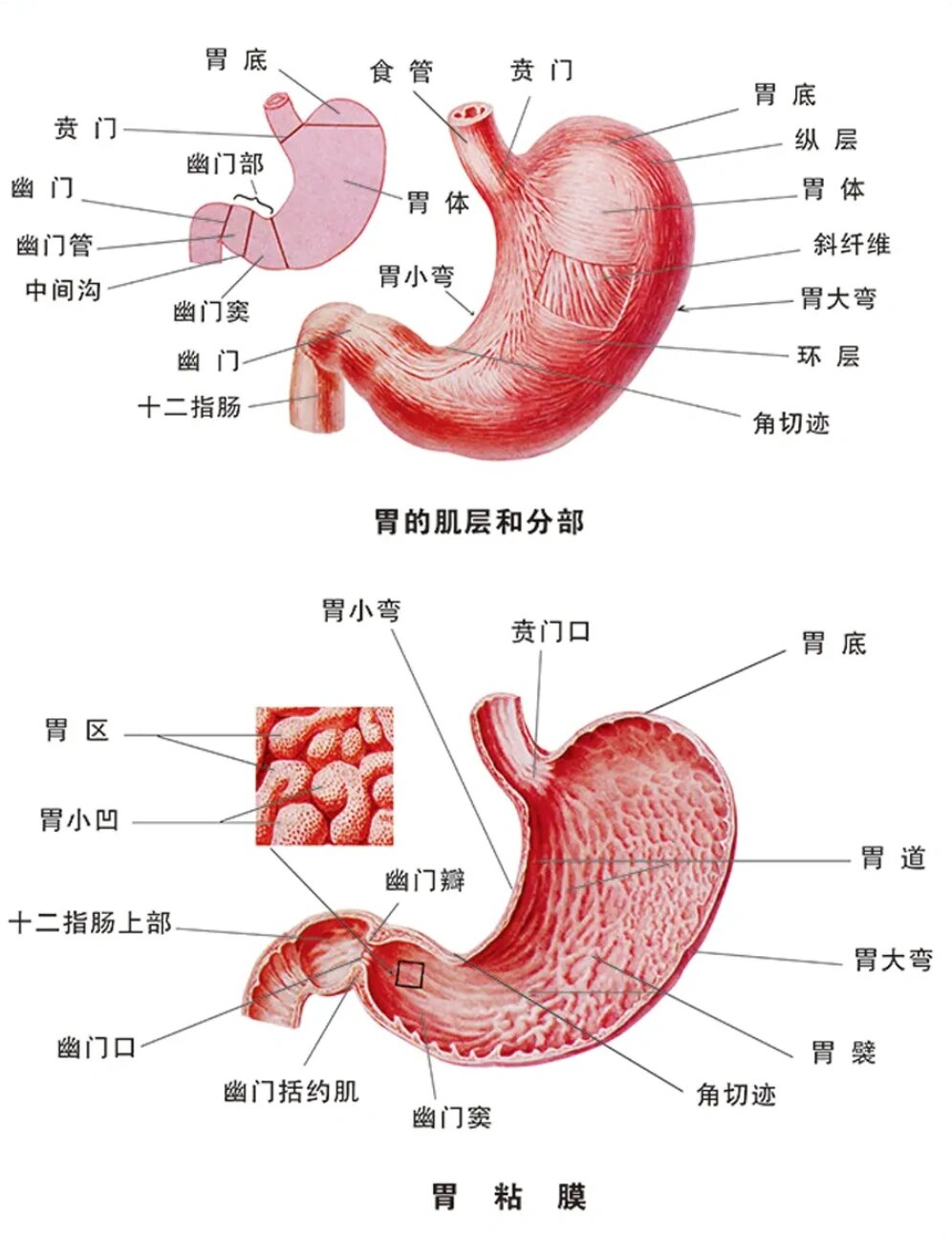 1.胃的解剖知识
