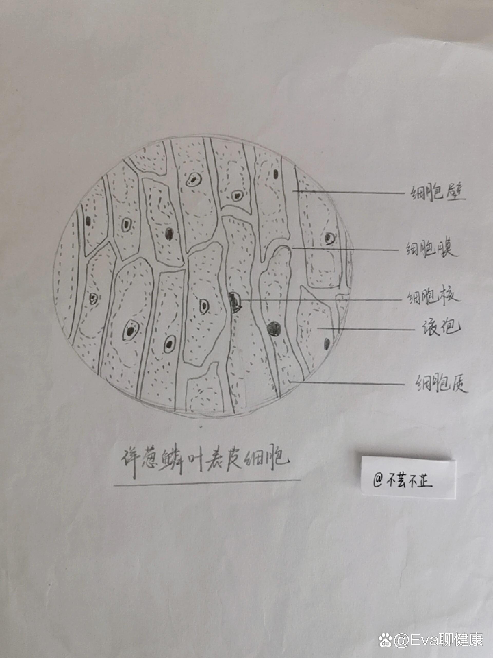 细胞增殖简图图片