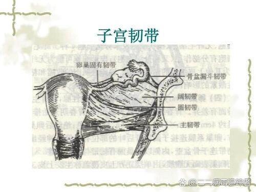 卵巢悬韧带 全网资源