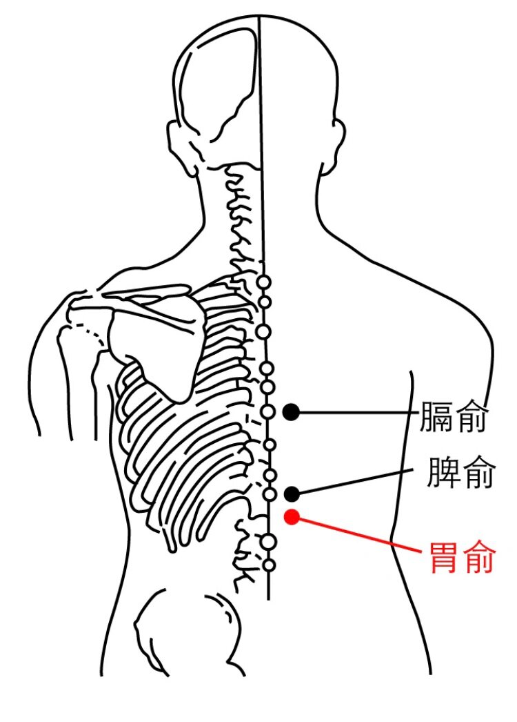 每日一穴～胃俞穴 和胃调中