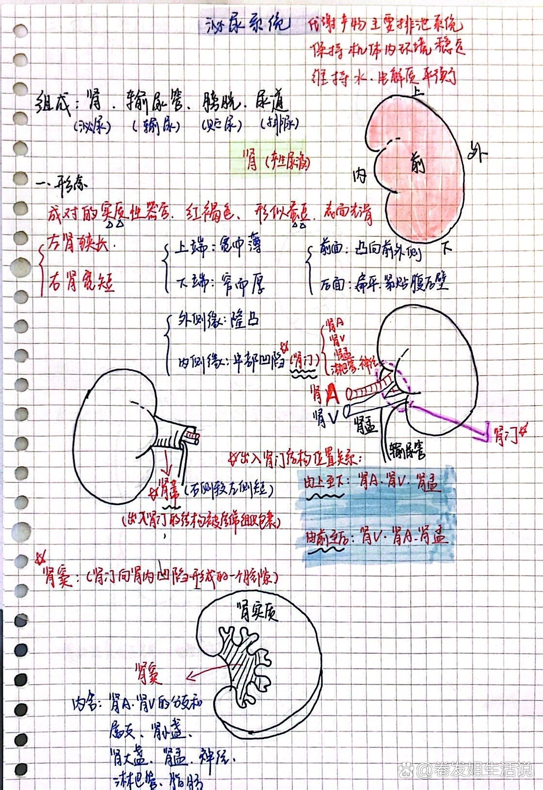 肾窦示意图图片