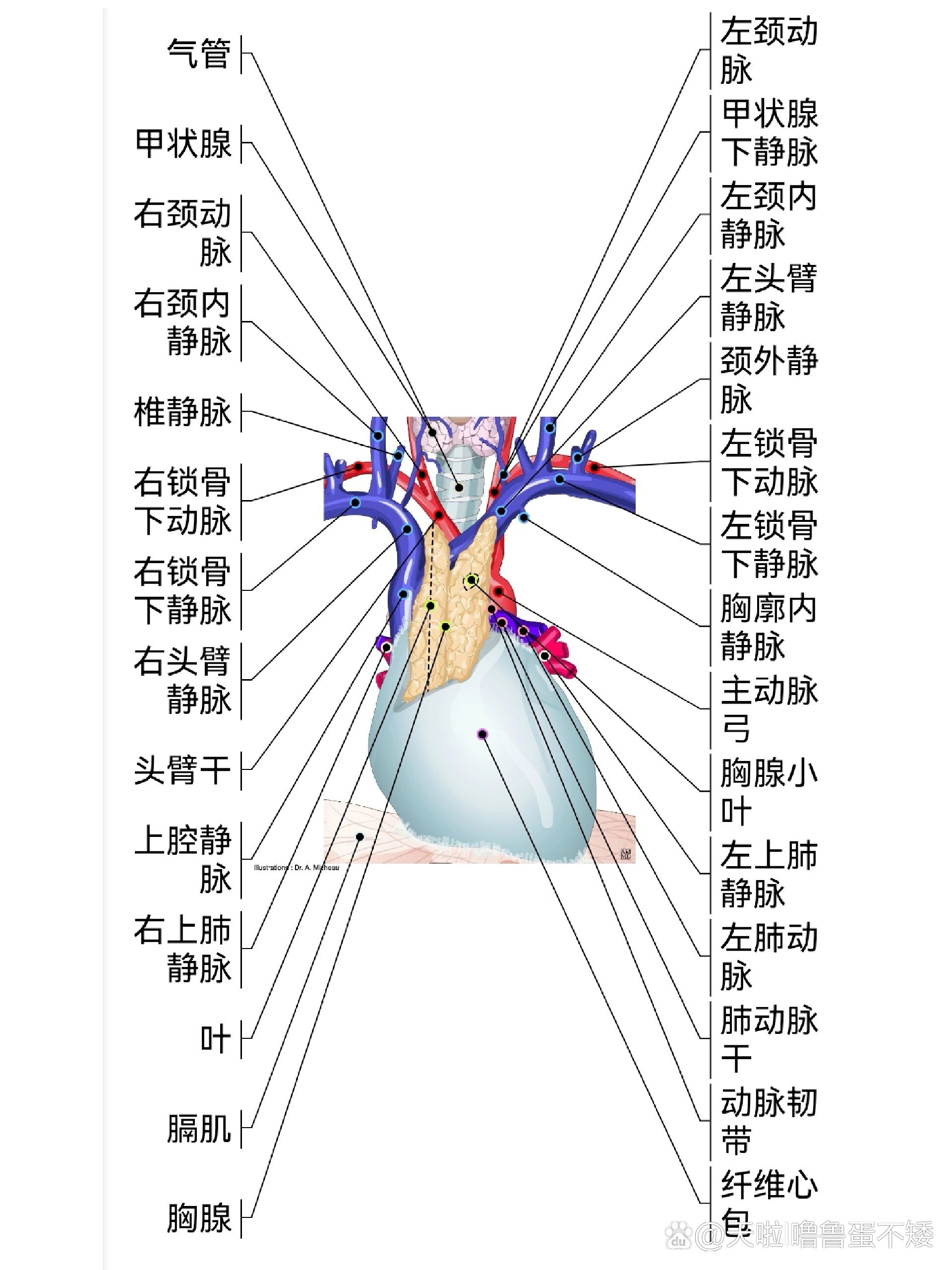 纵膈解剖示意图图片