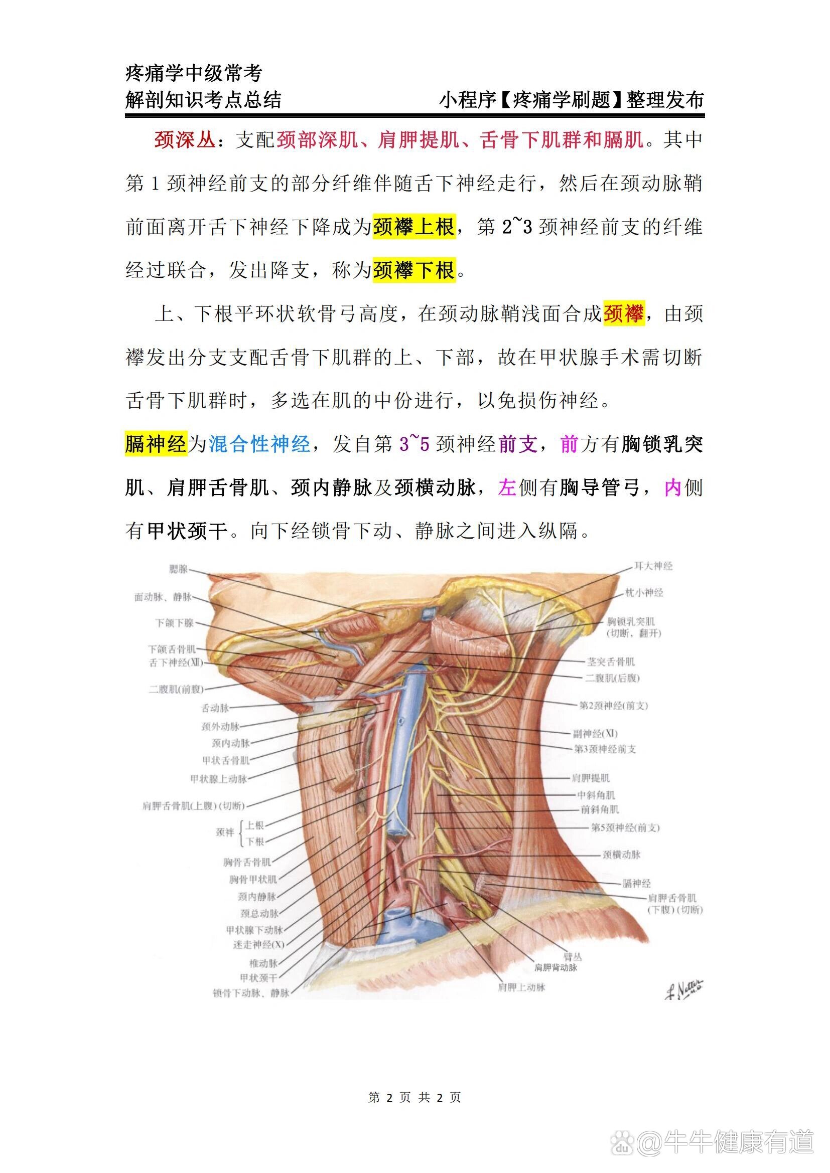 颈丛阻滞法定位图图片