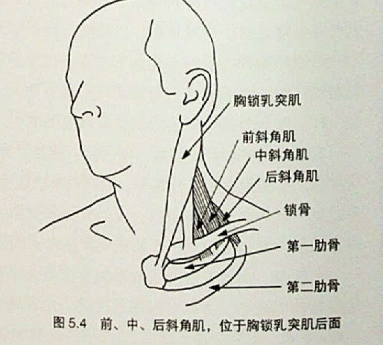 上肢疼痛不可忽略的肌肉——斜角肌