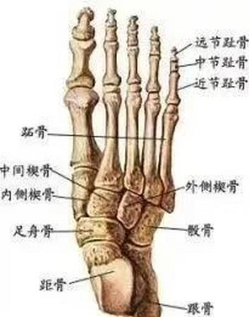 足部奥秘：26骨30关节