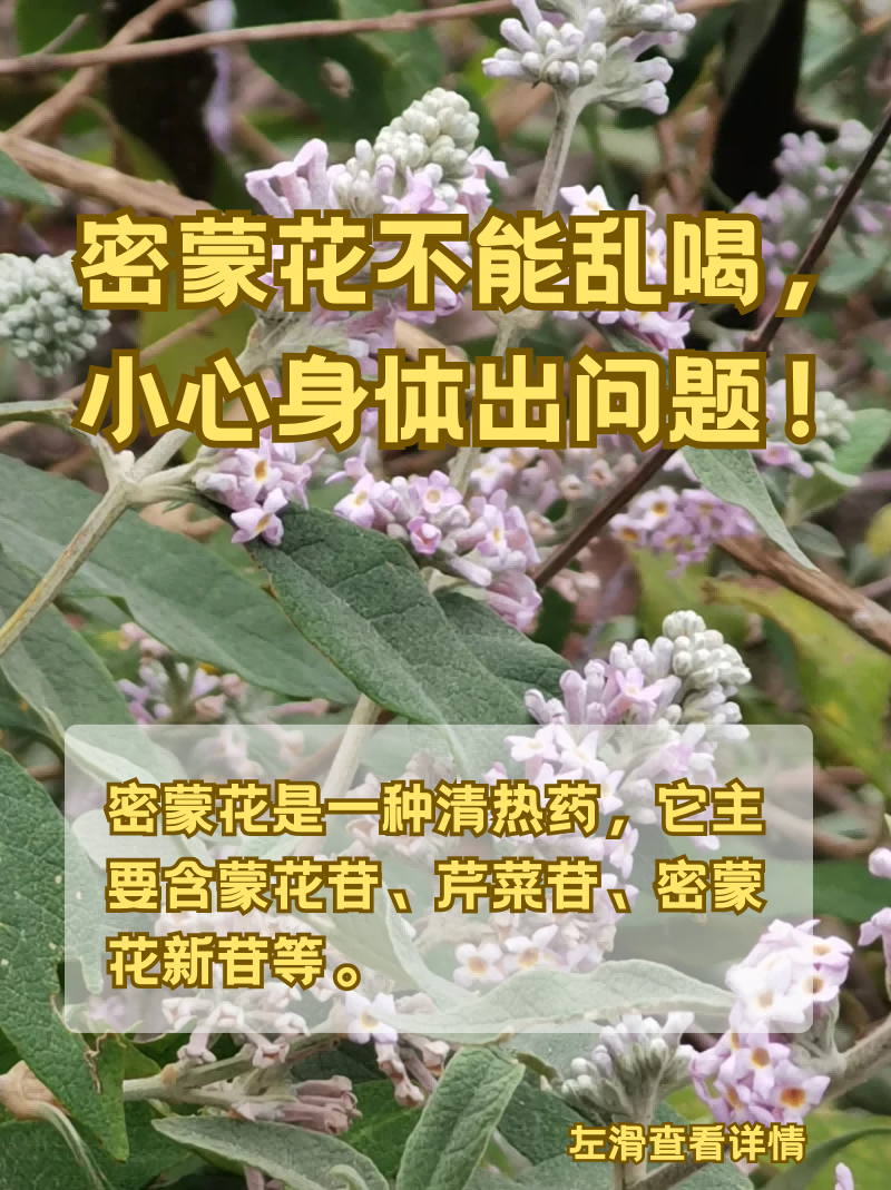 密蒙花不能乱喝