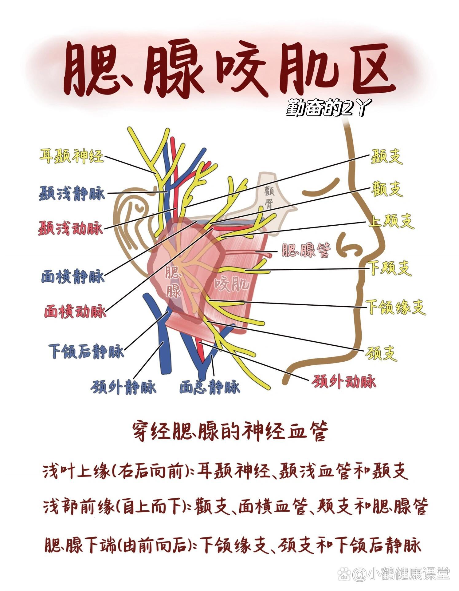 每日口腔知识点7315腮腺咬肌区