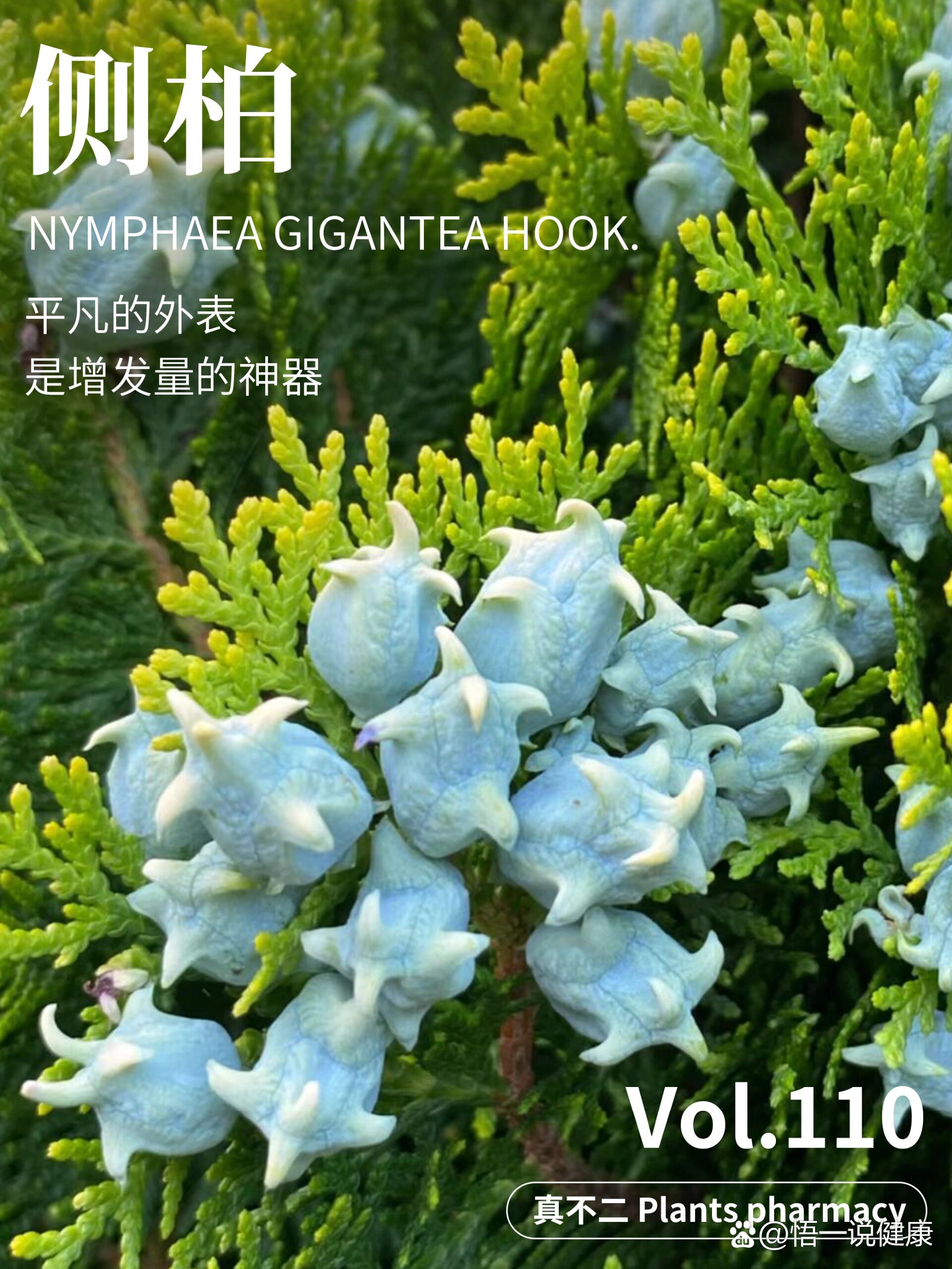 侧柏|靠它就能长头发717515