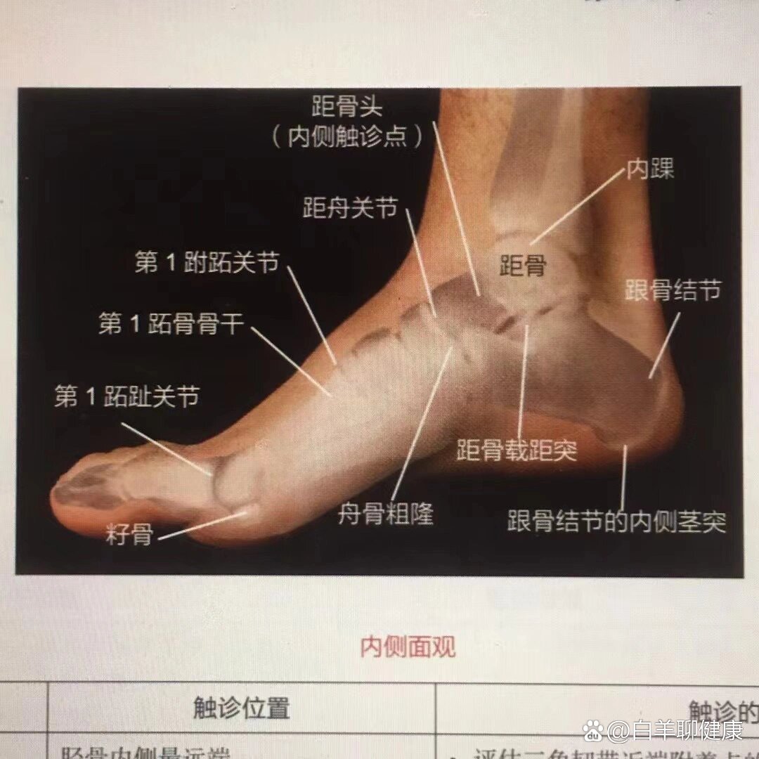 2 足踝的内侧观  br 图2是内侧观的触